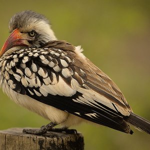 Südlicher Gelbschnabeltoko Kruger National Park